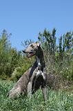 GREYHOUND 083